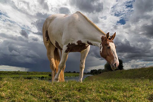 horse grazing grassland river landscape sunshine sky clouds canonef24mmf14liiusm deepingstjames lincolnshire uk