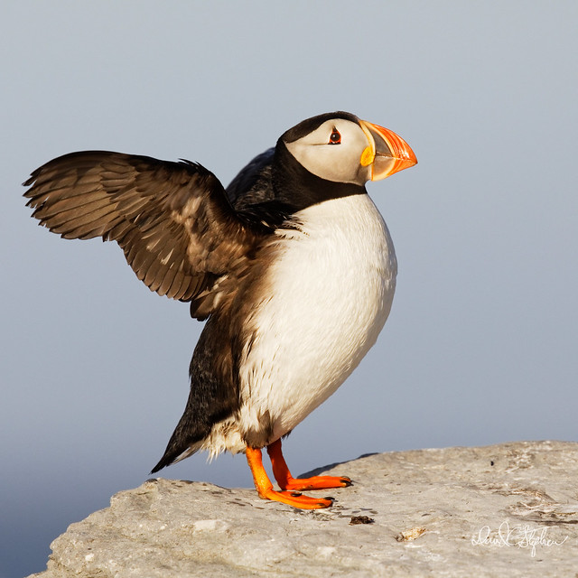Puffing, Puffin, Profile