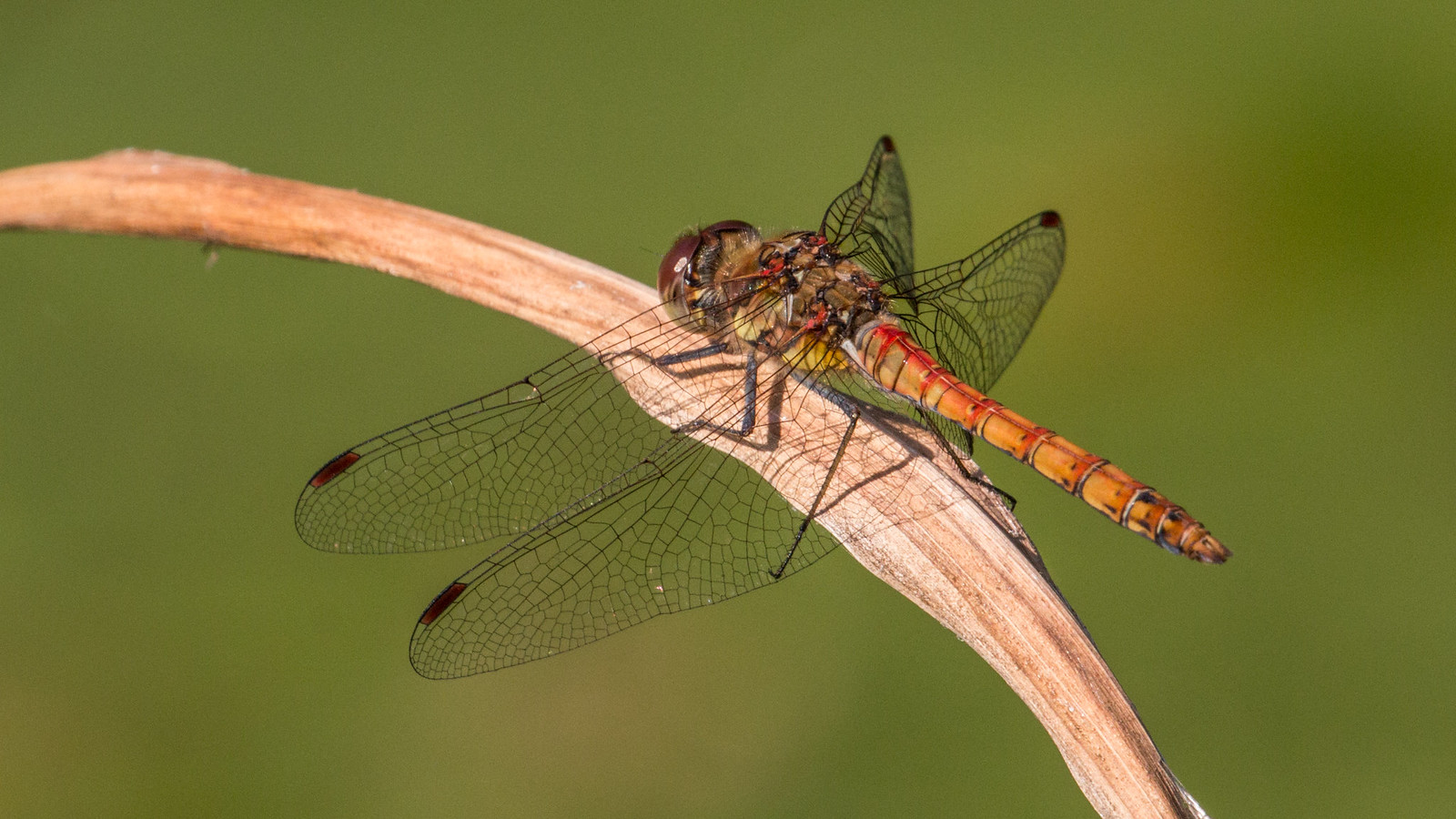 sunbathing dragonfly