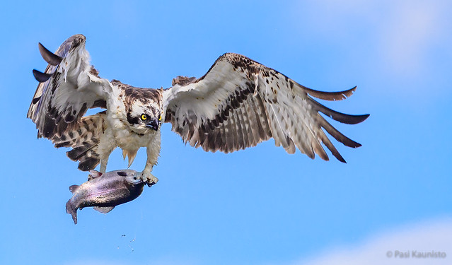 Osprey with a mighty catch
