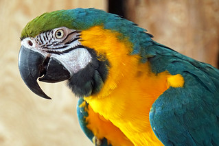 DSC09776 - Blue and Gold Macaw
