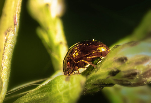 The parasite is a pest / Le parasite est un parasite | by Dmitriy Klochkov