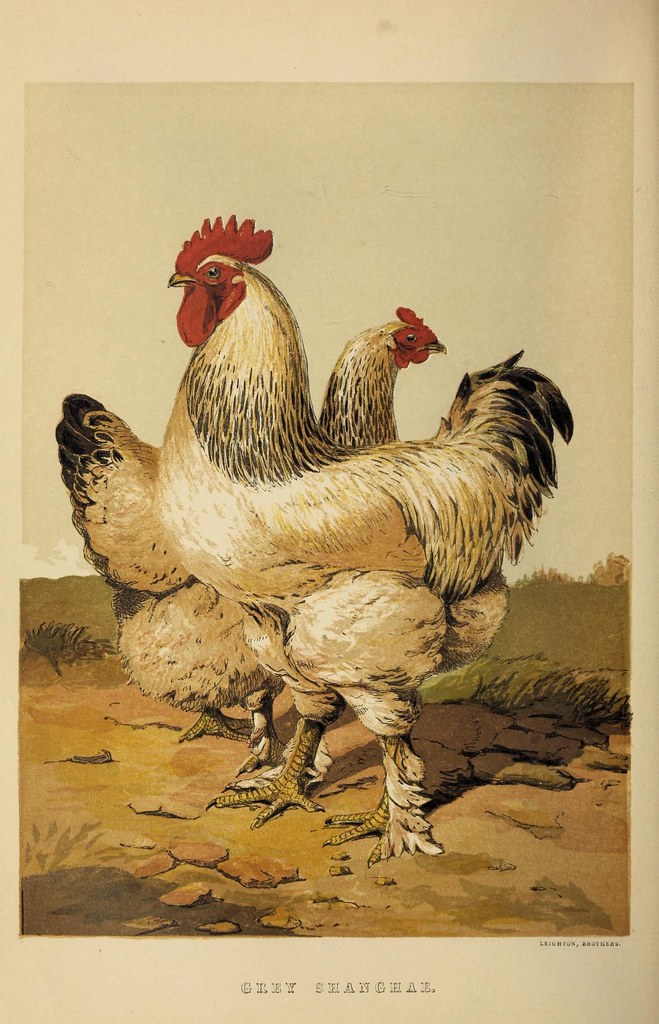 Сен санс курица. Тема курица. Домашние куры Винтажные. Итальянские курица и петух. Петух и курица в античности.