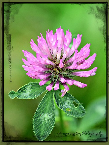 Clover (PM) 2 | by Imagecaptor