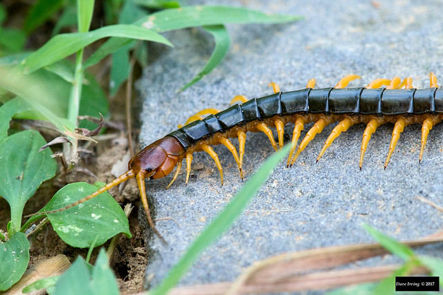 Chinese Red-headed Centipede (Scolopendra subspinipes)
