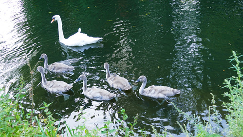 Swan and cygnets, canal near Newbridge