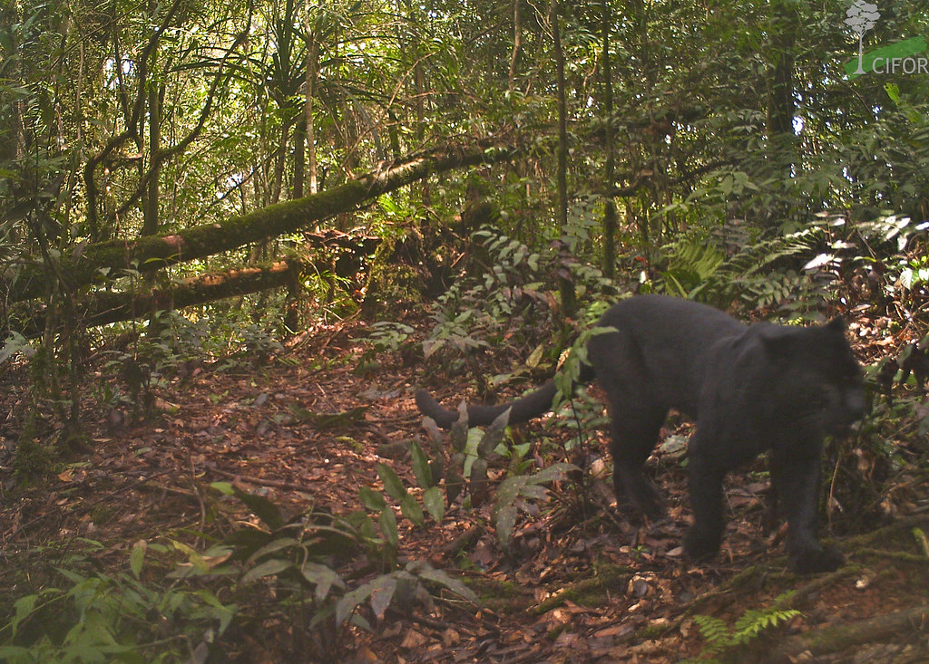 A panther caught on a camera trap in Gunung Halimun Salak National Park, West Java, Indonesia Photo courtesy of Center...