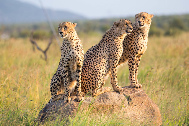 Three young male cheetahs on a rock in Pilanesberg National Park , South Africa
