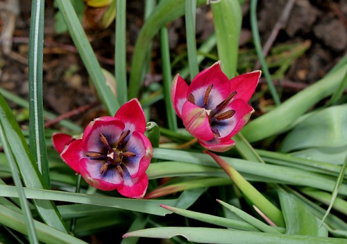 Tulipa - espèces et petits hybrides (sections 12 à 15) - Page 2 36289646902_4f37d505d5