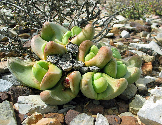 tanquana prismatica - E of skitterykloof, south africa 3