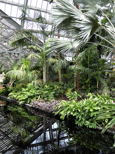 Chicago, Garfield Park Conservatory, Tropical Foliage with Reflection