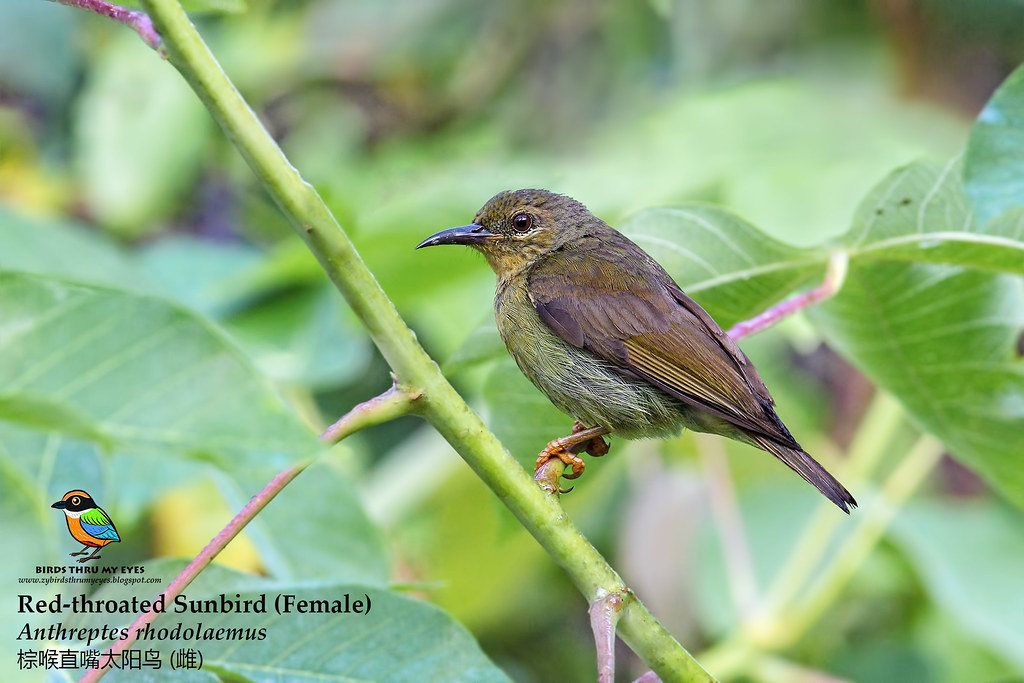 Female Red-throated Sunbird (Anthreptes rhodolaemus) 棕喉直嘴太… | Flickr