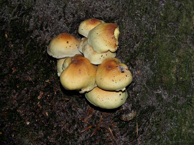Tree Fungus Black Down-E9010285
