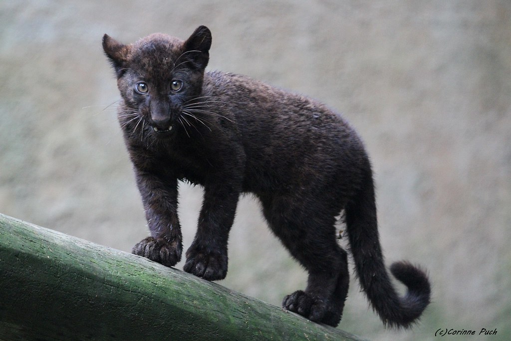 Bebe Panthere Noire Zoo La Boissiere Du Dore Puch Corinne Flickr