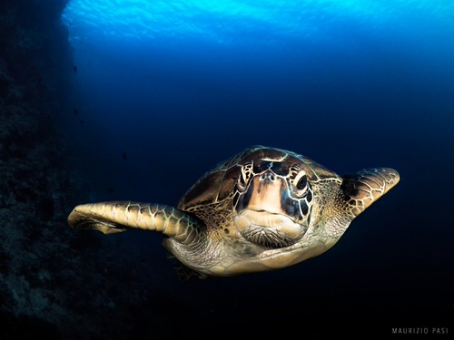 CelebesDivers - underwater 75 (Chelonia Mydas)