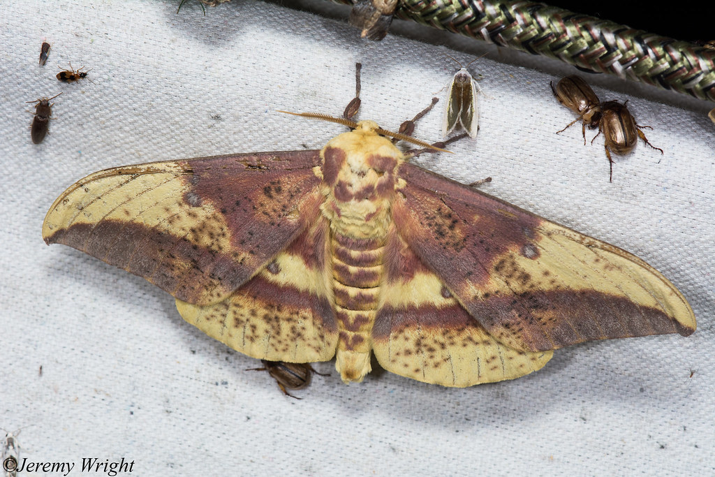 Western Imperial moth | Eacles oslari, Santa Cruz county, AZ… | Flickr
