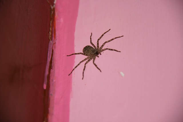 THE SPIDER ON THE WALL/ araignée sur le mur