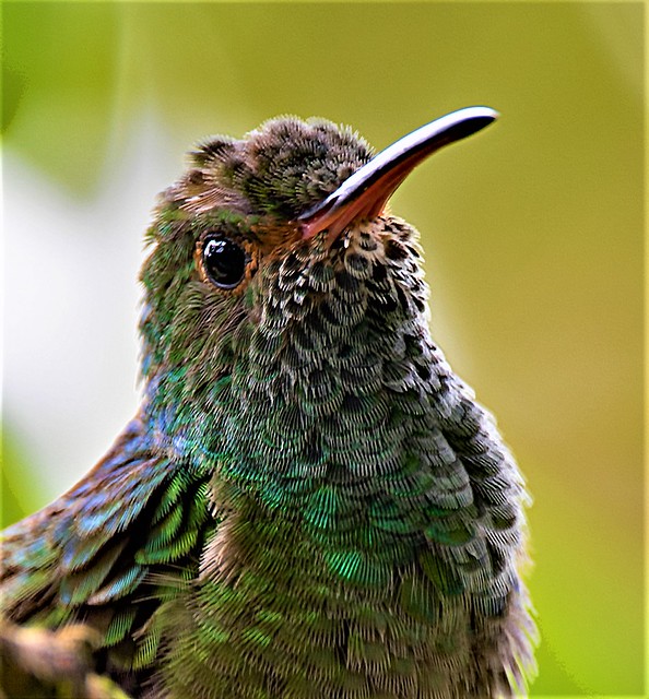 Portrait of Rufous- tailed Hummingbird