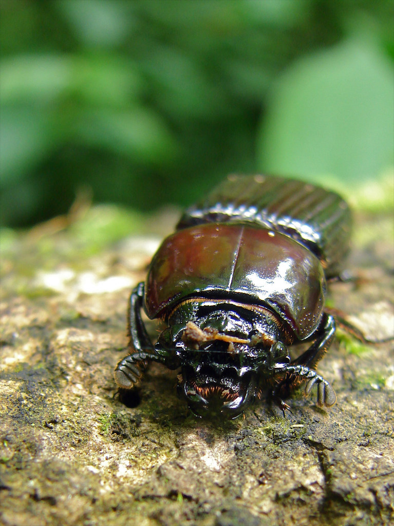 Beetle on a tree trunk in Uganda.