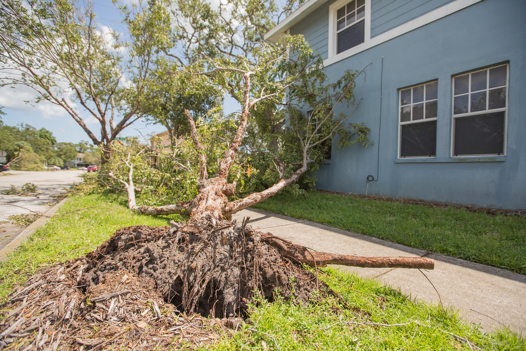 mage result for hurricane yard tree florida
