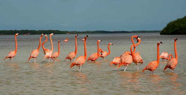 Flamingi, Meksyk, Jukatan
