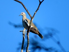 White-winged Dove, Santa Ana, TX 7/29/2017