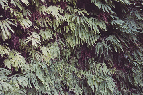 Ferns in Fern Canyon - Humboldt County