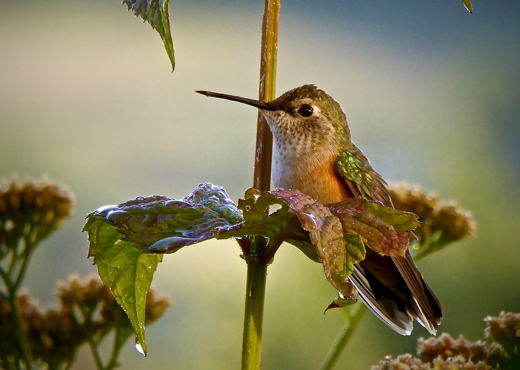 Wet Female Broad-Tailed Hummingbird Perched on Bee Balm Plant - I of IV