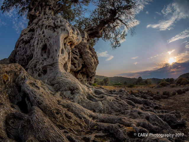 Sunset at Aegina's ancient olive grove