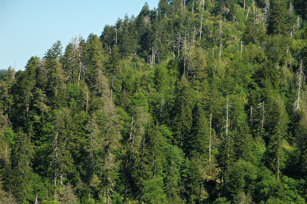 Blue Ridge with spruce-fir forest (Great Smoky Mountains, Tennessee, USA) 2