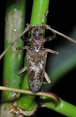 Acalolepta rusticatrix (Lamiinae, Monochamini)
