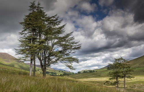 Newlands Larches | by BingleymanPhotos