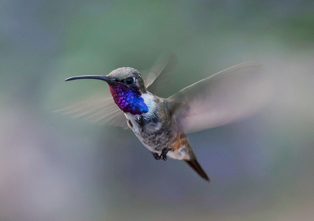 Lucifer hummingbird