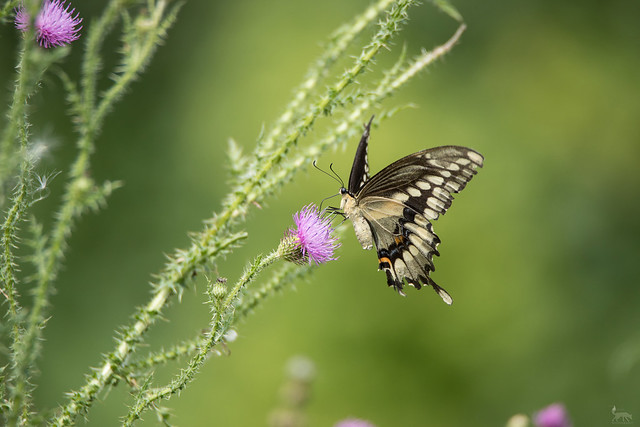 Swallowtail on Thistle