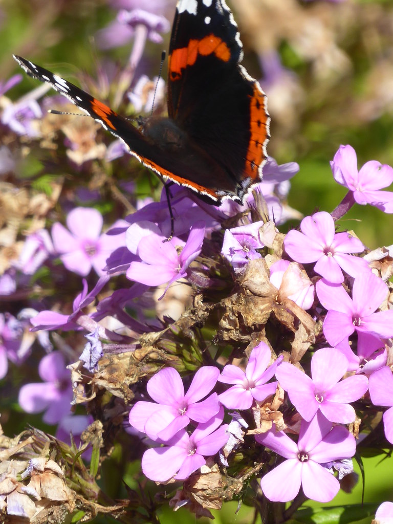 Red Admiral, Newby Hall