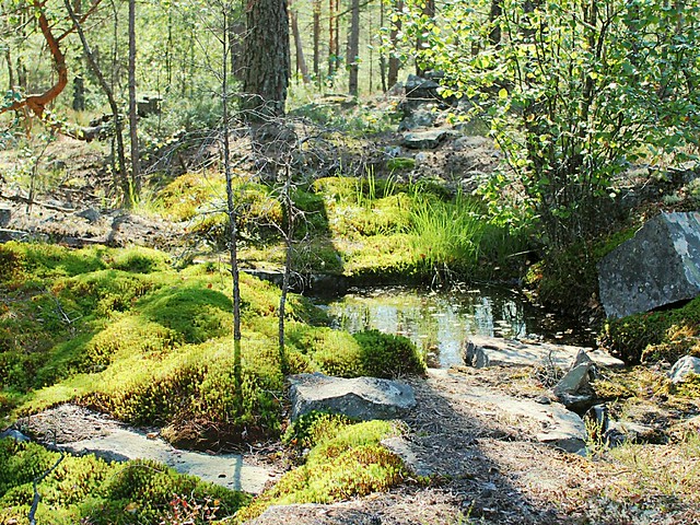 The old forest/ Den gamle skgen