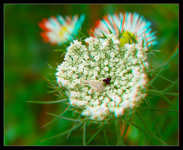 White Plant Bug Nymph on Queen Anne's Lace - Anaglyph 3D