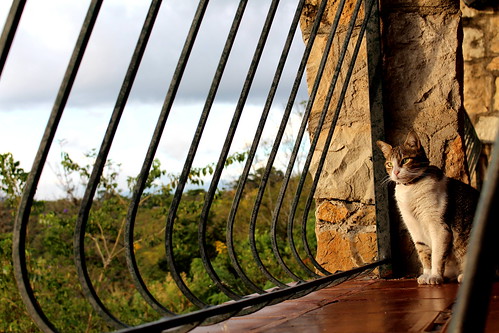chinauta colombia cat bars portrait rocks trees rustic canon 700d