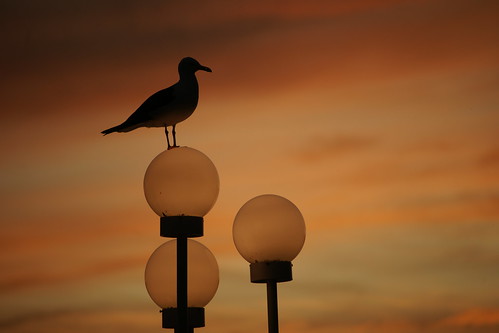 seagull gull sunset goldenhour sky fire orange bird stockholm sweden grönalund grönan djurgården dusk evening