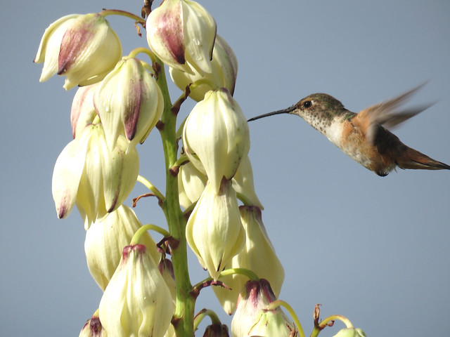 Hummingbird and the Yucca Blossoms