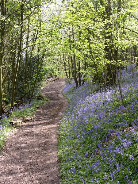 walk 16 Bluebell Wood on Ide Hill 