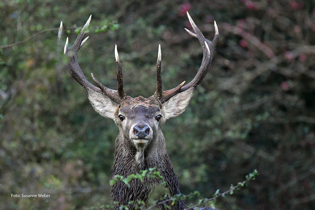 Sven - Stiftungsland - Rothirsch - Deer - Wildlife