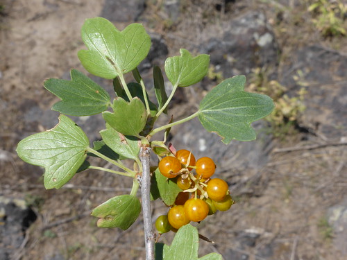 grossulariaceae ribes aureum golden currant idaho fruit