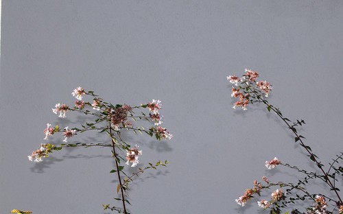 Abelia x grandiflora 35576292193_58413b0e55