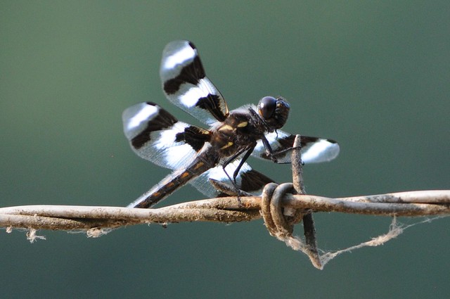 Eight-Spotted Skimmer (libellula forensis) dragonfly