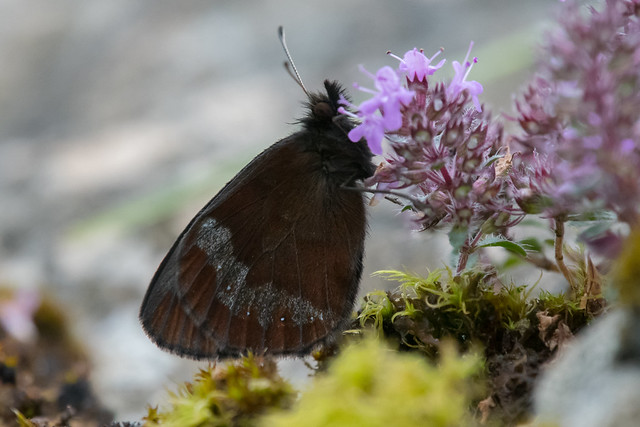 Scotch Argus