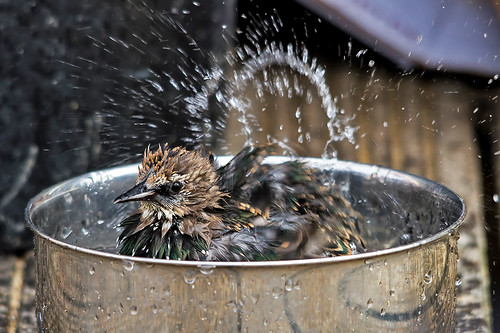 Starling Bathtime | by abeesley