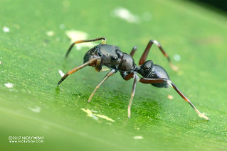 Ant-mimic jumping spider (Myrmarachne sp.) - DSC_7820