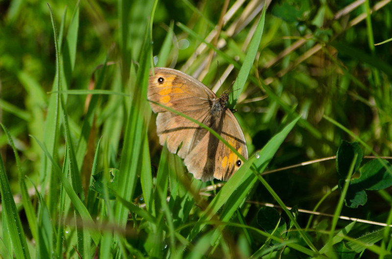 Meadow brown butterfly resting on grass stem