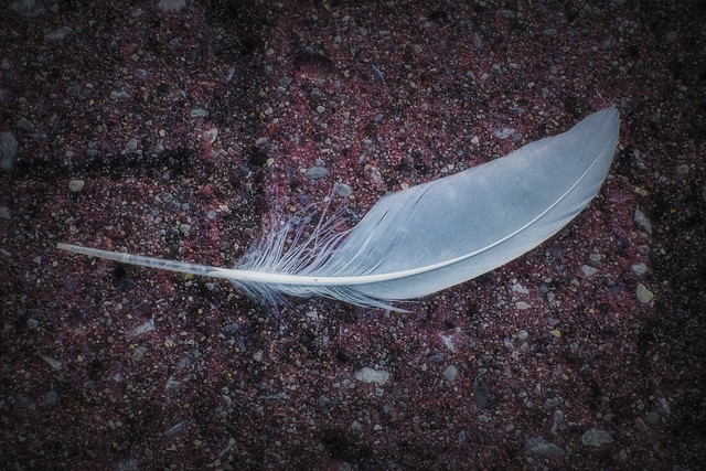 Feather. Windsor, ON.